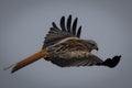 Red kite hunting with wings fully extended Royalty Free Stock Photo