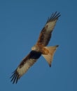 Red Kite