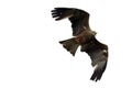 Red Kite isolated Royalty Free Stock Photo