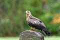 Red Kite isolated Royalty Free Stock Photo