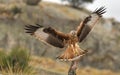 Red kite lands with open wings Royalty Free Stock Photo