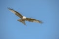 Red Kite Royalty Free Stock Photo