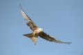 Red Kite - Leucistic form