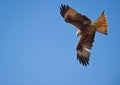A Red Kite, master of the wind