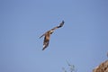 RED KITE milvus milvus, ADULT IN FLIGHT Royalty Free Stock Photo