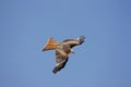 RED KITE milvus milvus, ADULT IN FLIGHT Royalty Free Stock Photo