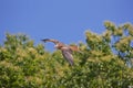 Red Kite, milvus milvus, Adult in Flight Royalty Free Stock Photo