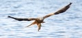 A Red Kite Milvus milvus bird flying away with a large fish it just caught from the sea Royalty Free Stock Photo