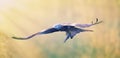 A Red Kite Milvus milvus bird flying away with a large fish it just caught from the sea Royalty Free Stock Photo