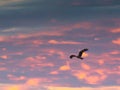 red kite, Milvus milvus, bird, wildlife, flight, sky, clouds, na Royalty Free Stock Photo