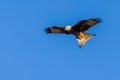 Red kite (Milvus milvus Royalty Free Stock Photo
