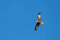 Red Kite, milvus milvus, in flight Royalty Free Stock Photo