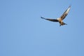 Red Kite Royalty Free Stock Photo