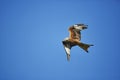 Red Kite Royalty Free Stock Photo
