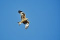 Red Kite Royalty Free Stock Photo