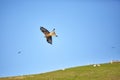 Red Kite Royalty Free Stock Photo