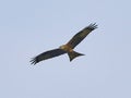 Red Kite in flight against a blue sky Royalty Free Stock Photo