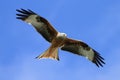 Red Kite (Milvus milvus) Royalty Free Stock Photo