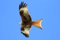 Red Kite (Milvus milvus)