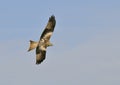 Red Kite - Milvus milvus Royalty Free Stock Photo