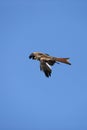 RED KITE milvus milvus, ADULT IN FLIGHT Royalty Free Stock Photo