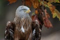 Red kite (Milvus milvus) autumn colours Royalty Free Stock Photo