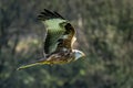 Red Kite Milvus milvus bird of prey raptor Royalty Free Stock Photo