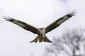 Red kite (Milvus milvus) feeding in flight Royalty Free Stock Photo