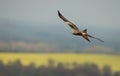 Red kite (Milvus milvus) in flight Royalty Free Stock Photo