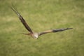 Red kite (Milvus milvus) flight Royalty Free Stock Photo
