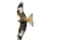 Red Kite (Milvus milvus) in flight Royalty Free Stock Photo