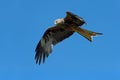 Red Kite (Milvus Milvus)