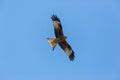 Red kite milvus milvus raptor bird in flight, blue sky, spread Royalty Free Stock Photo