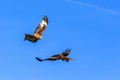 Red Kite (Milvus milvus) raptor bird of prey in flight Royalty Free Stock Photo