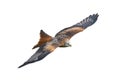 Red Kite Milvus milvus