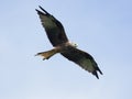 Red kite, Milvus milvus Royalty Free Stock Photo