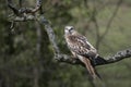 Red kite, Milvus milvus Royalty Free Stock Photo