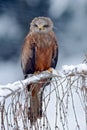 Red kite, Milvus milvus, sitting on the branch with snow winter Royalty Free Stock Photo