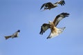 Red kite (milvus milvus) squable in flight