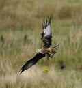 Red kite, Milvus milvus Royalty Free Stock Photo