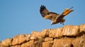 A Red Kite overpassing a wall Royalty Free Stock Photo