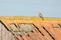 Red Kite perched on a roof, looking behind and towards the camera Royalty Free Stock Photo