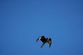 Red kite Portrait Milvus Milvus Fishing Lake