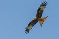 Red kite Royalty Free Stock Photo