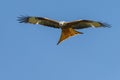 Red kite Royalty Free Stock Photo
