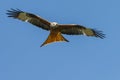 Red kite Royalty Free Stock Photo