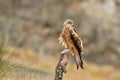 red kite rests on its perch Royalty Free Stock Photo