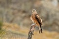 Red kite rests on its perch Royalty Free Stock Photo