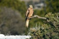 Red kite rests on a tree branch Royalty Free Stock Photo