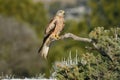 red kite rests on a tree branch Royalty Free Stock Photo